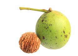 بهترین خواص گردوی سیاه که باید بدانید ( Black walnut )