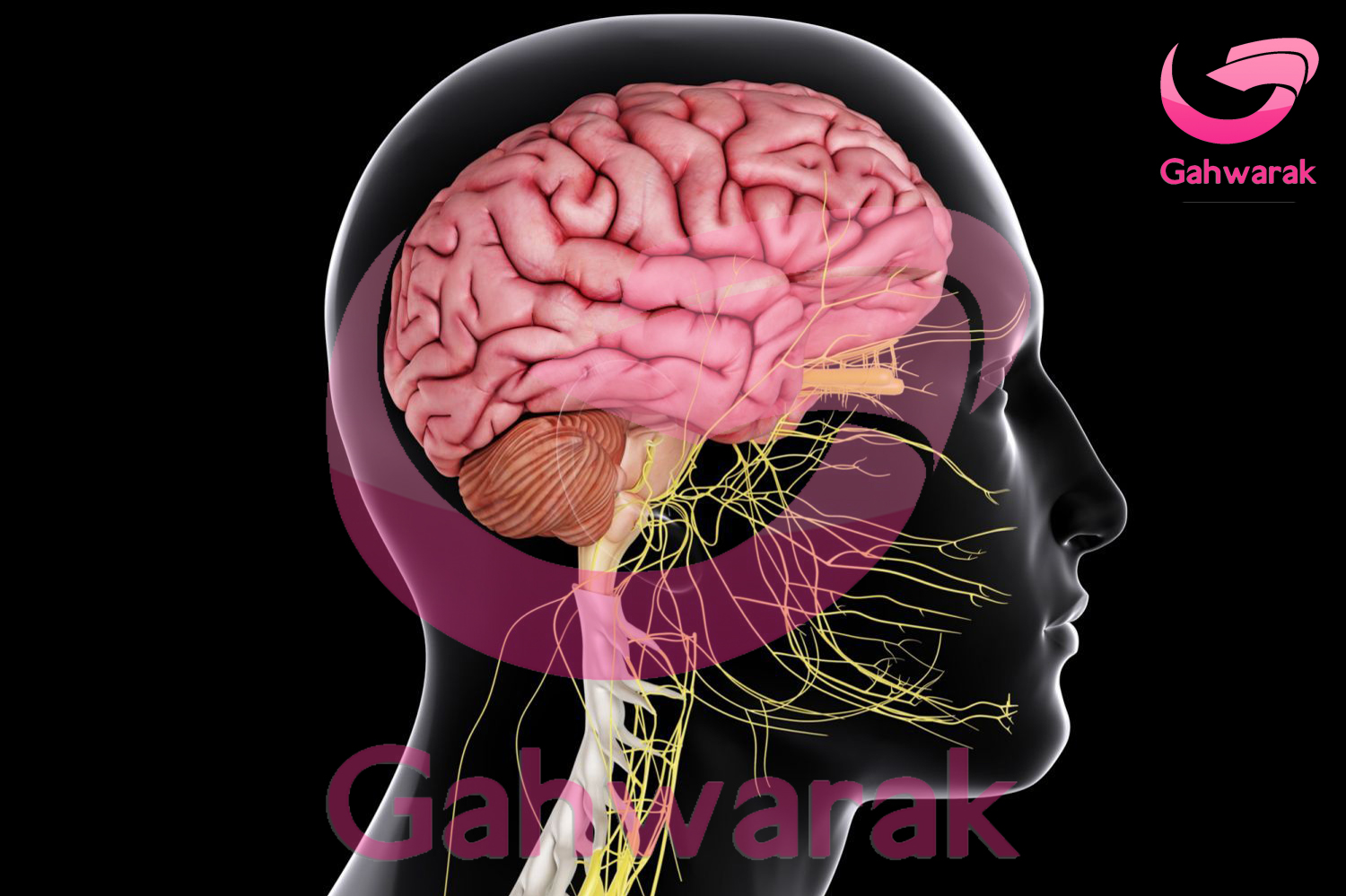 حقايق جالب درباره مغز | گهوارک