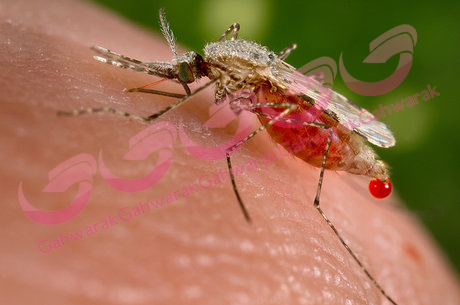 مالاریا 